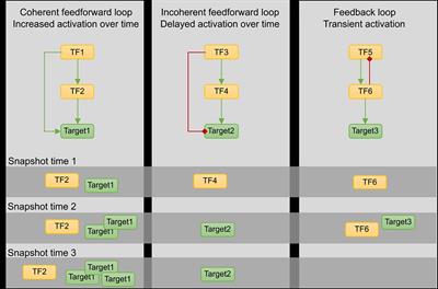 Gene Regulatory Network Inference: Connecting Plant Biology and Mathematical Modeling